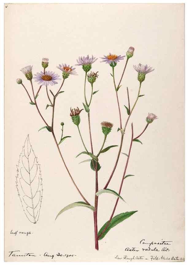Reproducción/Reproduction 48788964513: [Water-color sketches of plants of North America and Europe]. . 