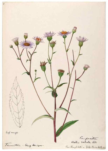 Reproducción/Reproduction 48788964513: [Water-color sketches of plants of North America and Europe]. . 