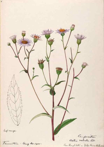Reproducción/Reproduction 48788964513: [Water-color sketches of plants of North America and Europe]. . 