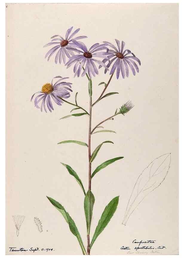 Reproducción/Reproduction 48788963873: [Water-color sketches of plants of North America and Europe]. . 