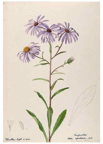 Reproducción/Reproduction 48788963873: [Water-color sketches of plants of North America and Europe]. . 