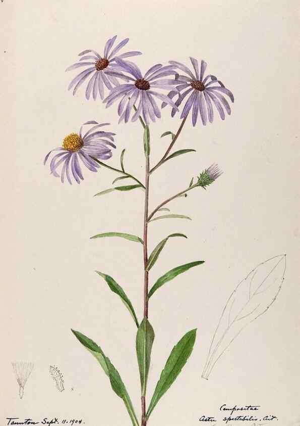 Reproducción/Reproduction 48788963873: [Water-color sketches of plants of North America and Europe]. . 