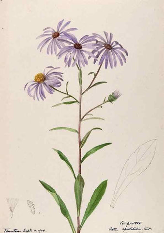Reproducción/Reproduction 48788963873: [Water-color sketches of plants of North America and Europe]. . 
