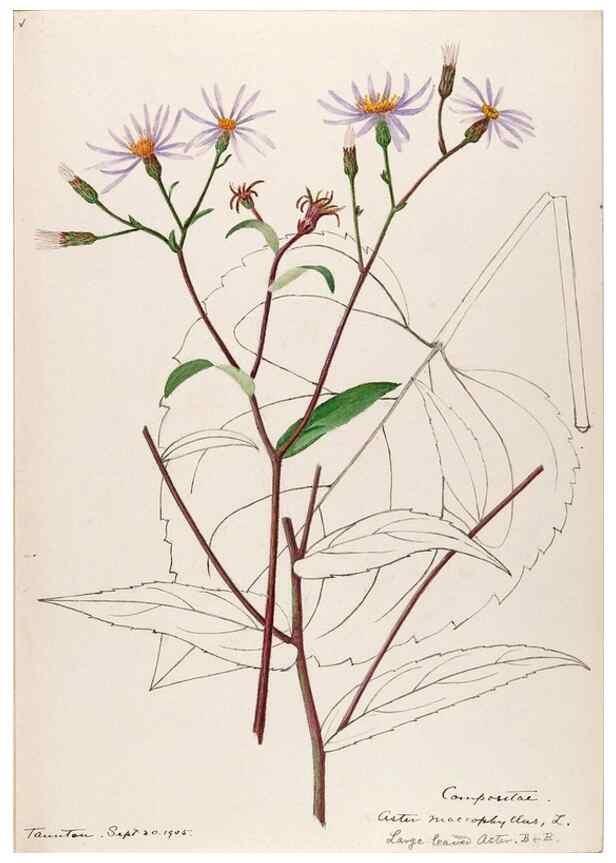 Reproducción/Reproduction 48789472417: [Water-color sketches of plants of North America and Europe]. . 