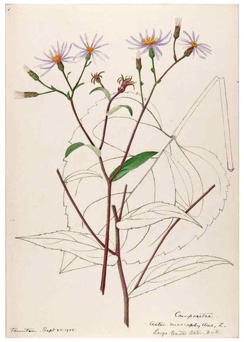 Reproducción/Reproduction 48789472417: [Water-color sketches of plants of North America and Europe]. . 