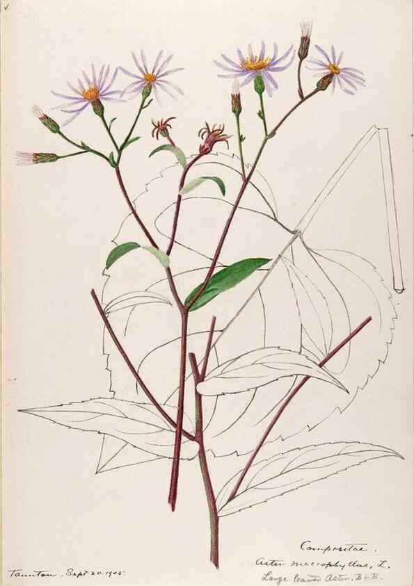 Reproducción/Reproduction 48789472417: [Water-color sketches of plants of North America and Europe]. . 