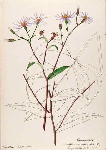 Reproducción/Reproduction 48789472417: [Water-color sketches of plants of North America and Europe]. . 
