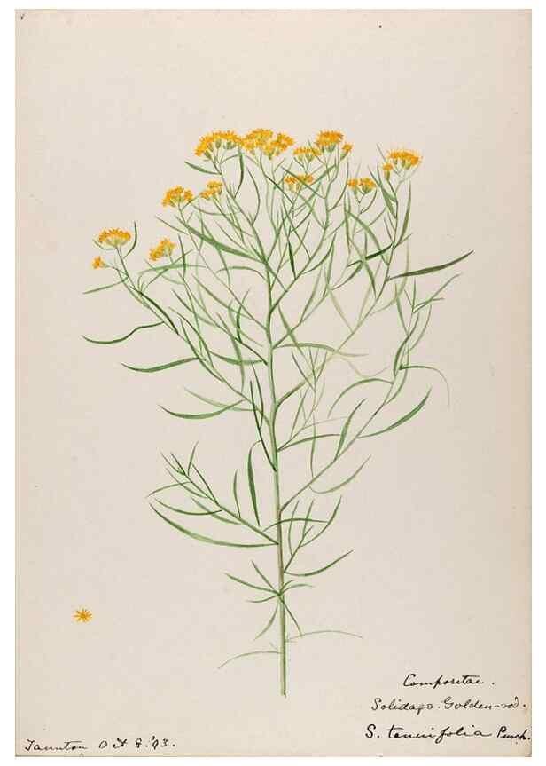 Reproducción/Reproduction 48788963263: [Water-color sketches of plants of North America and Europe]. . 