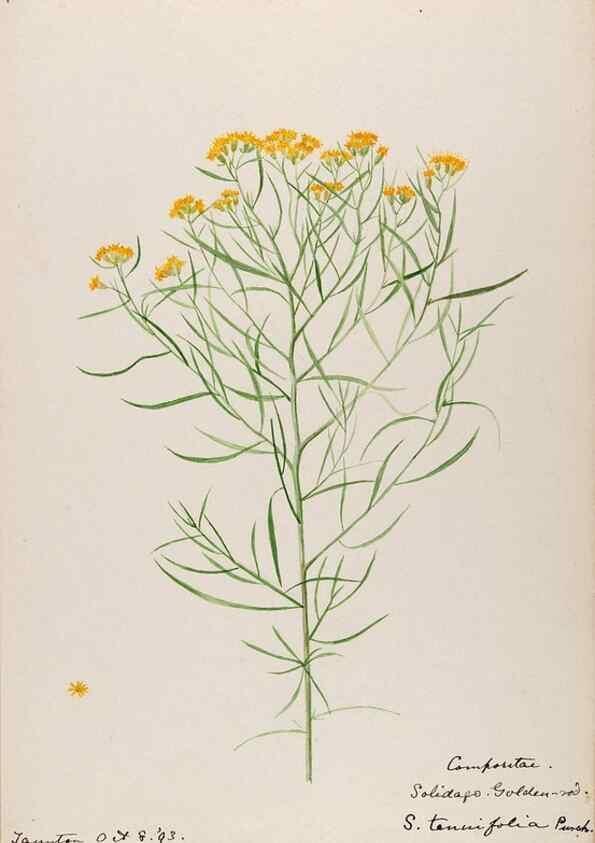 Reproducción/Reproduction 48788963263: [Water-color sketches of plants of North America and Europe]. . 