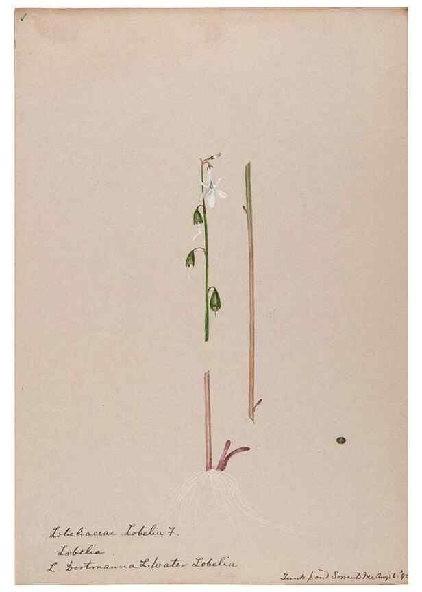 Reproducción/Reproduction 48789303976: [Water-color sketches of plants of North America and Europe]. . 