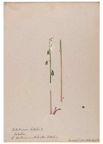 Reproducción/Reproduction 48789303976: [Water-color sketches of plants of North America and Europe]. . 