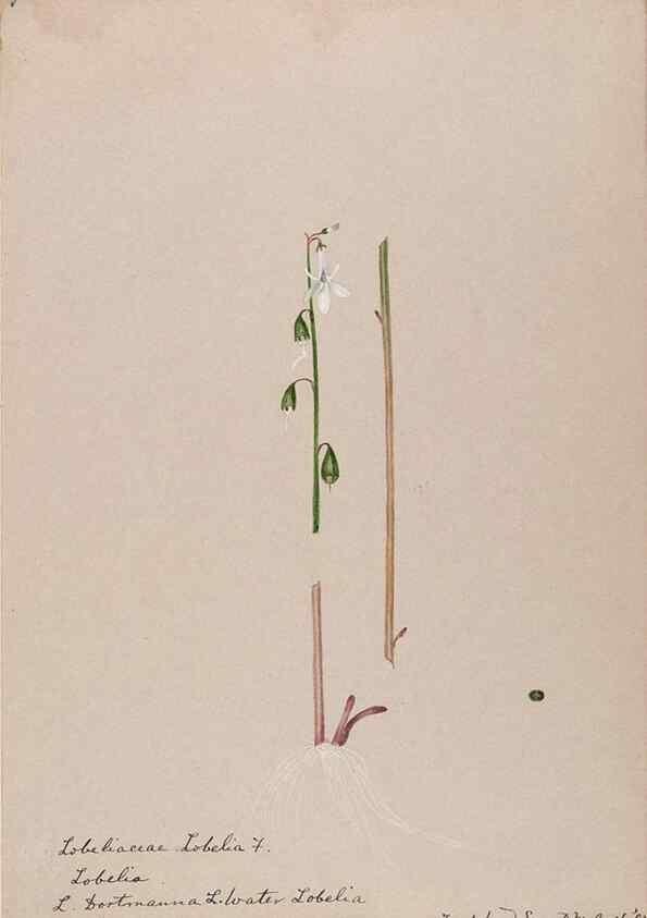 Reproducción/Reproduction 48789303976: [Water-color sketches of plants of North America and Europe]. . 