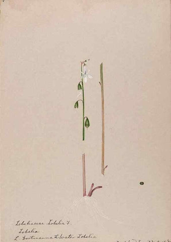 Reproducción/Reproduction 48789303976: [Water-color sketches of plants of North America and Europe]. . 