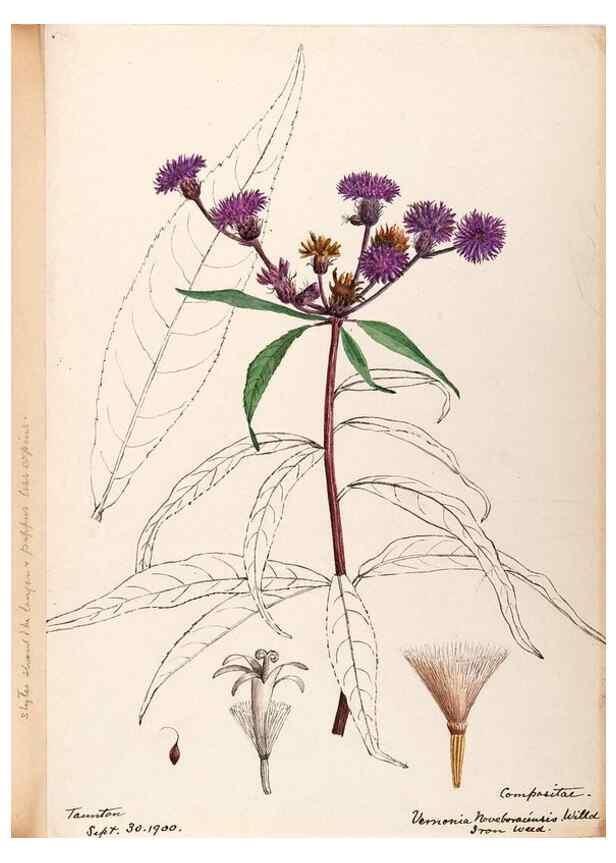 Reproducción/Reproduction 48789319086: [Water-color sketches of plants of North America and Europe]. . 