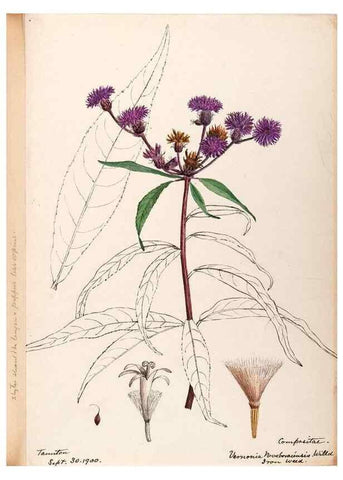 Reproducción/Reproduction 48789319086: [Water-color sketches of plants of North America and Europe]. . 