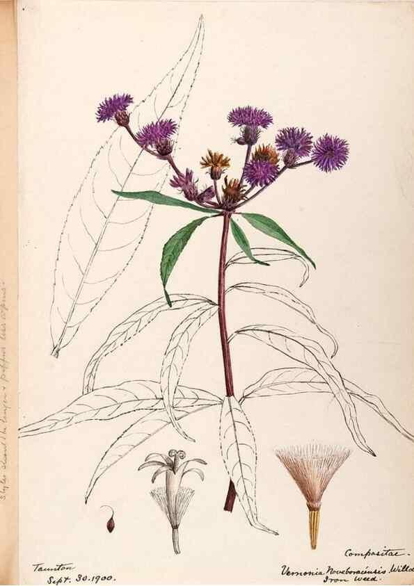 Reproducción/Reproduction 48789319086: [Water-color sketches of plants of North America and Europe]. . 