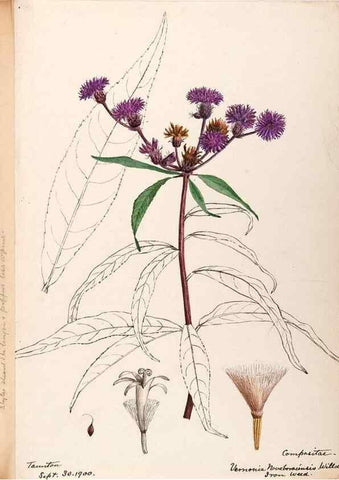 Reproducción/Reproduction 48789319086: [Water-color sketches of plants of North America and Europe]. . 