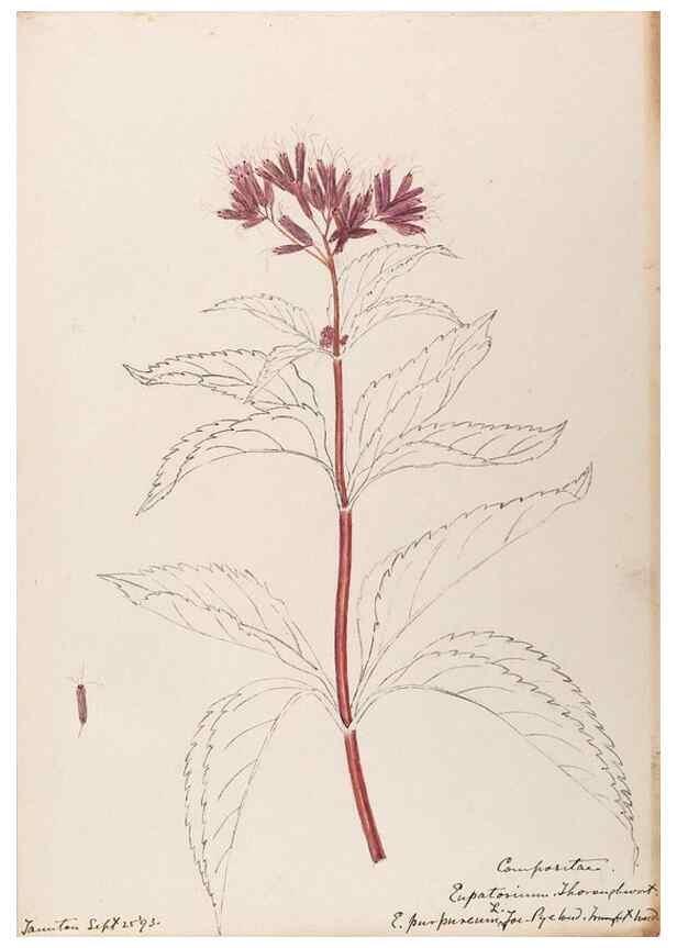 Reproducción/Reproduction 48788957743: [Water-color sketches of plants of North America and Europe]. . 