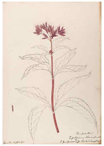 Reproducción/Reproduction 48788957743: [Water-color sketches of plants of North America and Europe]. . 