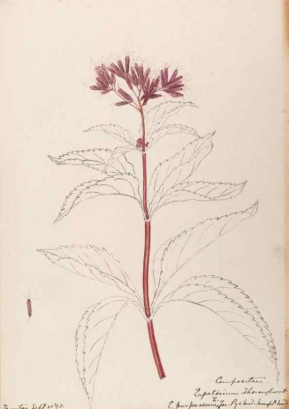 Reproducción/Reproduction 48788957743: [Water-color sketches of plants of North America and Europe]. . 