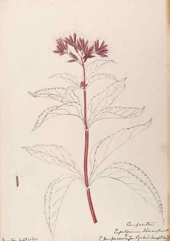 Reproducción/Reproduction 48788957743: [Water-color sketches of plants of North America and Europe]. . 