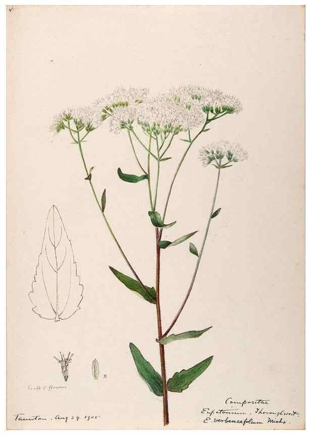 Reproducción/Reproduction 48789467207: [Water-color sketches of plants of North America and Europe]. . 