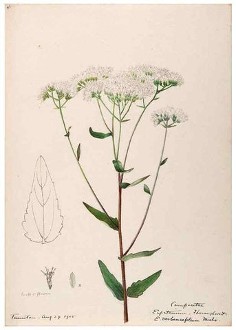 Reproducción/Reproduction 48789467207: [Water-color sketches of plants of North America and Europe]. . 