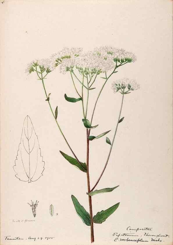 Reproducción/Reproduction 48789467207: [Water-color sketches of plants of North America and Europe]. . 