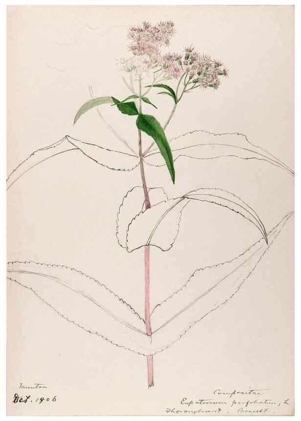 Reproducción/Reproduction 48788958518: [Water-color sketches of plants of North America and Europe]. . 