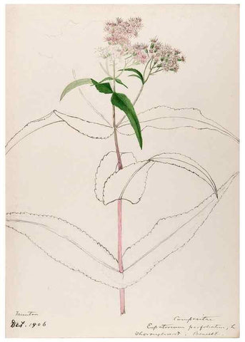 Reproducción/Reproduction 48788958518: [Water-color sketches of plants of North America and Europe]. . 