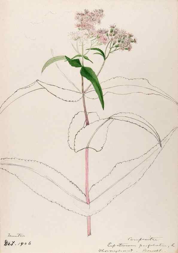 Reproducción/Reproduction 48788958518: [Water-color sketches of plants of North America and Europe]. . 