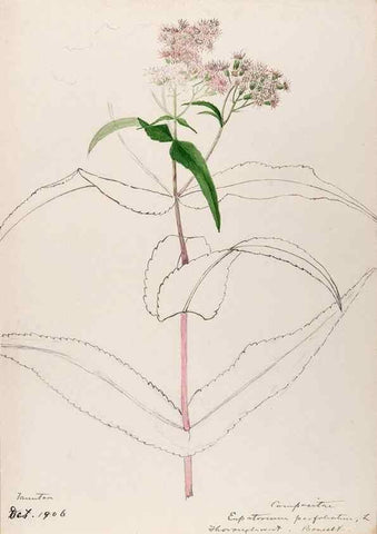 Reproducción/Reproduction 48788958518: [Water-color sketches of plants of North America and Europe]. . 