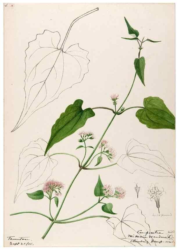Reproducción/Reproduction 48789468052: [Water-color sketches of plants of North America and Europe]. . 