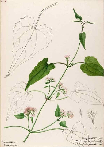 Reproducción/Reproduction 48789468052: [Water-color sketches of plants of North America and Europe]. . 