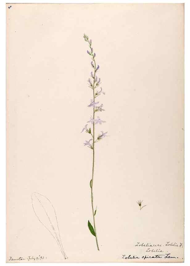 Reproducción/Reproduction 48789303206: [Water-color sketches of plants of North America and Europe]. . 