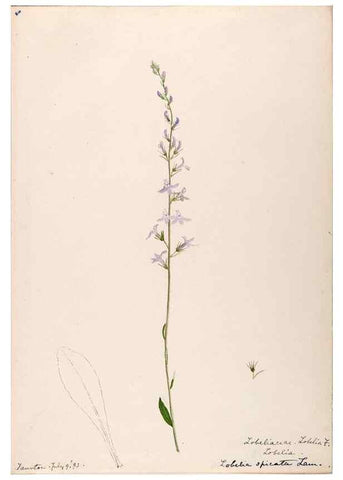 Reproducción/Reproduction 48789303206: [Water-color sketches of plants of North America and Europe]. . 
