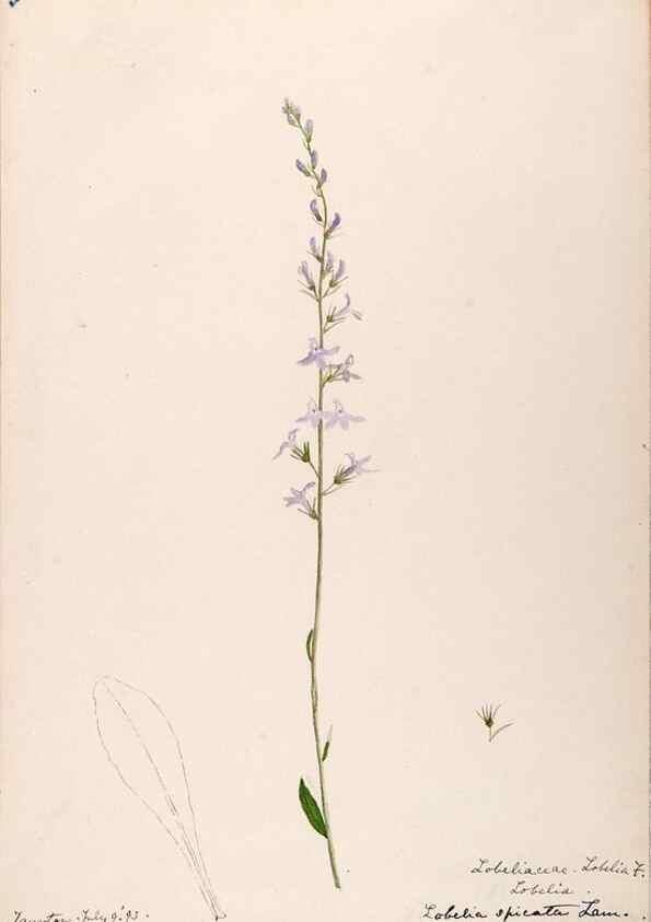 Reproducción/Reproduction 48789303206: [Water-color sketches of plants of North America and Europe]. . 