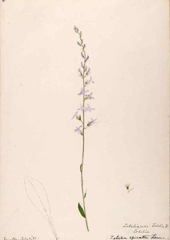 Reproducción/Reproduction 48789303206: [Water-color sketches of plants of North America and Europe]. . 