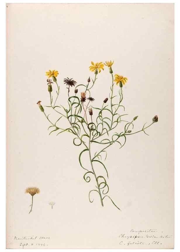 Reproducción/Reproduction 48788959763: [Water-color sketches of plants of North America and Europe]. . 