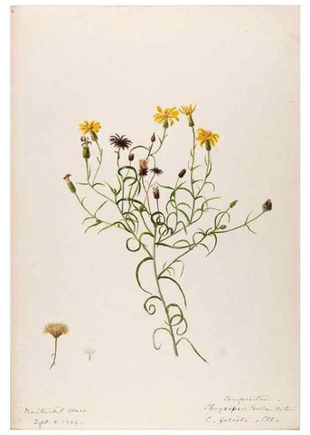 Reproducción/Reproduction 48788959763: [Water-color sketches of plants of North America and Europe]. . 