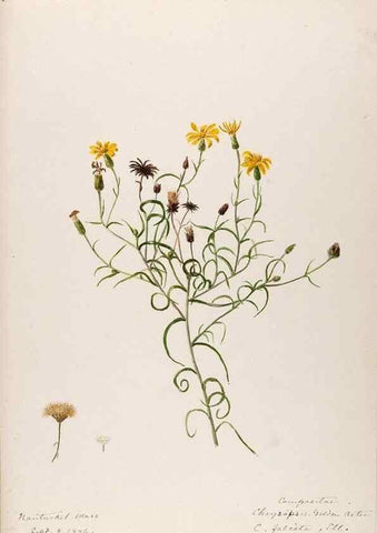 Reproducción/Reproduction 48788959763: [Water-color sketches of plants of North America and Europe]. . 