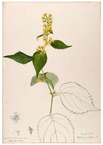 Reproducción/Reproduction 48789322486: [Water-color sketches of plants of North America and Europe]. . 