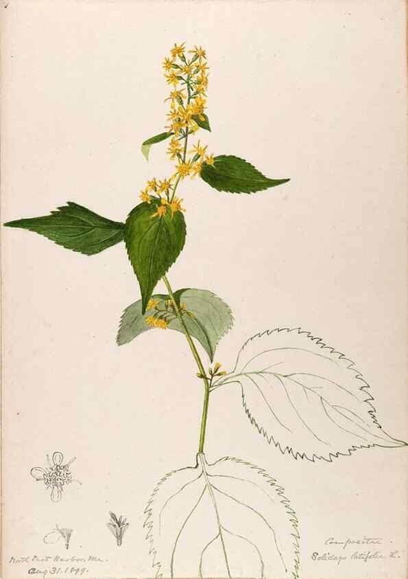 Reproducción/Reproduction 48789322486: [Water-color sketches of plants of North America and Europe]. . 