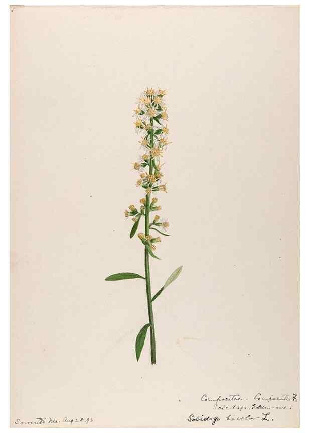 Reproducción/Reproduction 48789469872: [Water-color sketches of plants of North America and Europe]. . 