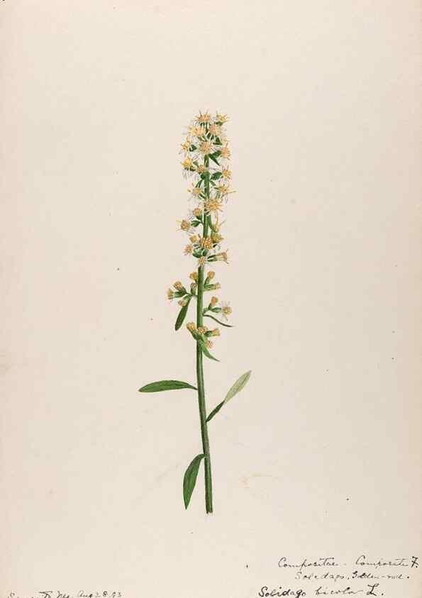 Reproducción/Reproduction 48789469872: [Water-color sketches of plants of North America and Europe]. . 