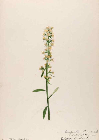 Reproducción/Reproduction 48789469872: [Water-color sketches of plants of North America and Europe]. . 