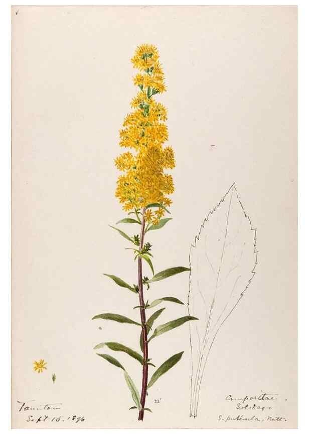 Reproducción/Reproduction 48788961263: [Water-color sketches of plants of North America and Europe]. . 