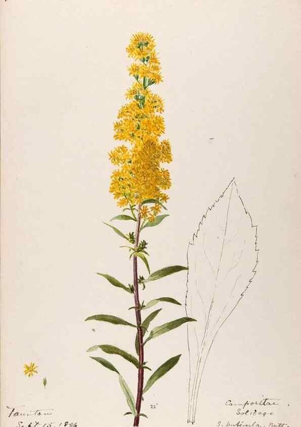 Reproducción/Reproduction 48788961263: [Water-color sketches of plants of North America and Europe]. . 