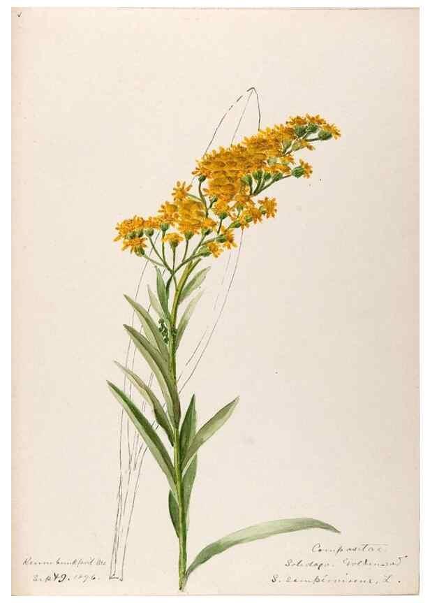 Reproducción/Reproduction 48789470727: [Water-color sketches of plants of North America and Europe]. . 