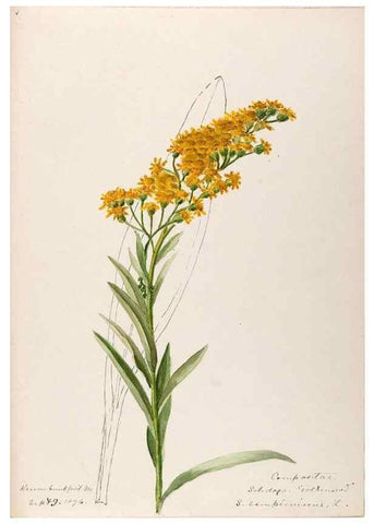 Reproducción/Reproduction 48789470727: [Water-color sketches of plants of North America and Europe]. . 